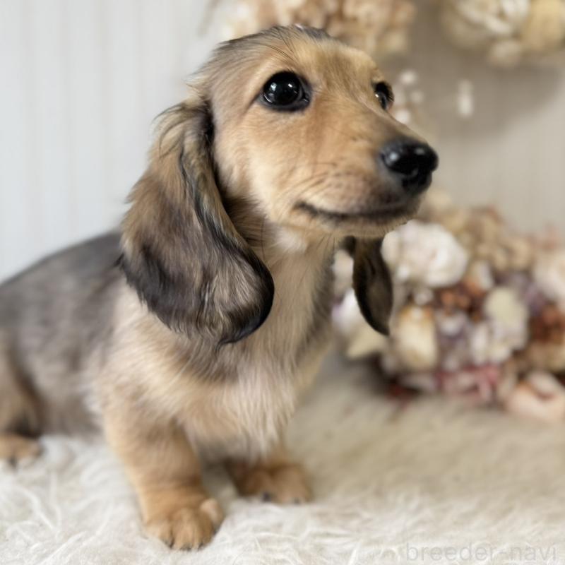 販売中の埼玉県のカニンヘンダックスフンド(ロングヘアード)-426413の3枚目