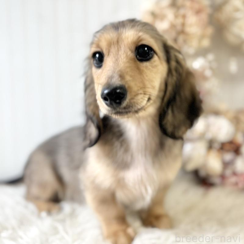 販売中の埼玉県のカニンヘンダックスフンド(ロングヘアード)-426413の2枚目