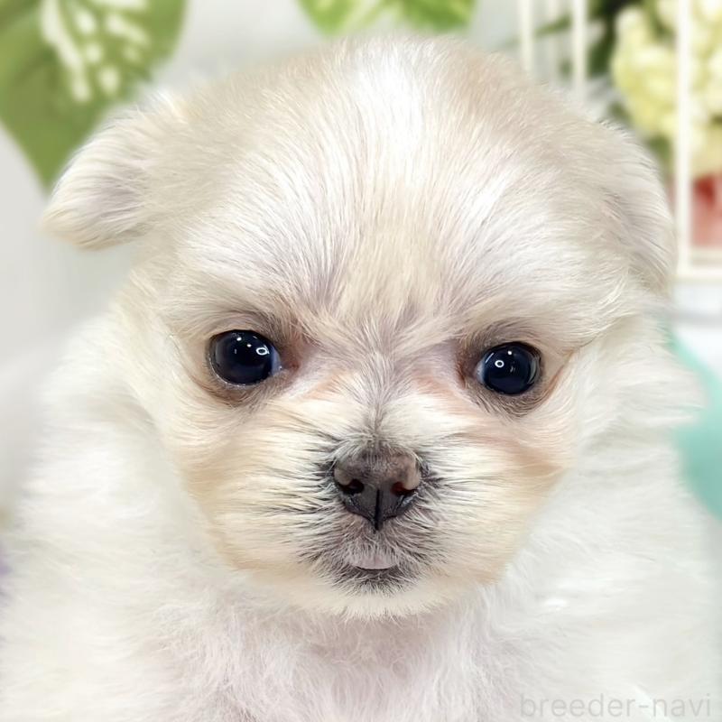 販売中の滋賀県のポメマル:ポメラニアン×マルチーズ-426414