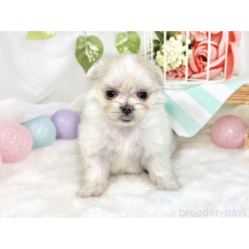 販売中の滋賀県のポメマル:ポメラニアン×マルチーズ-426414の4枚目