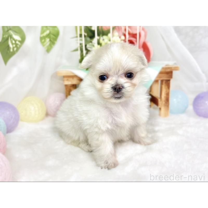 販売中の滋賀県のポメマル:ポメラニアン×マルチーズ-426414の3枚目