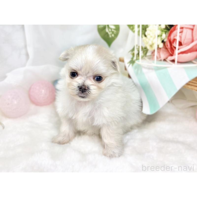 販売中の滋賀県のポメマル:ポメラニアン×マルチーズ-426414の2枚目