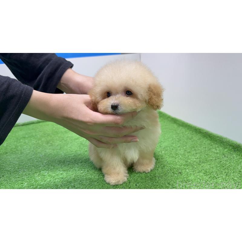 成約済の東京都のティーカッププードル-423594の5枚目