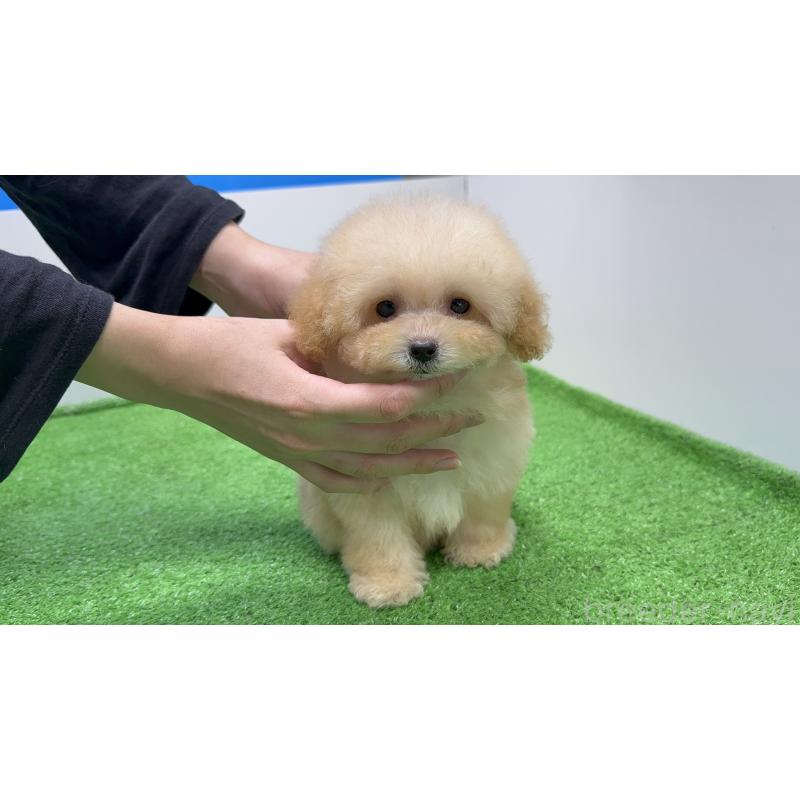 成約済の東京都のティーカッププードル-423594の4枚目