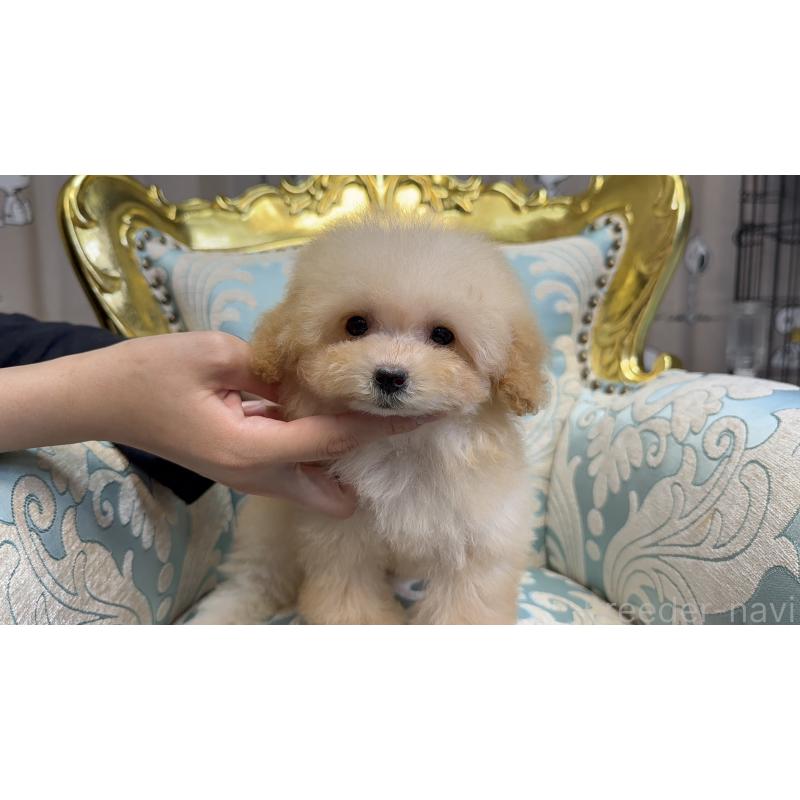 成約済の新潟県のティーカッププードル-423596の5枚目