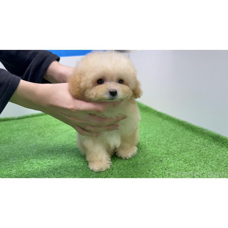 成約済の新潟県のティーカッププードル-423596の4枚目