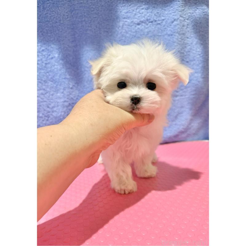 販売中の山形県のマルチーズ-426417の5枚目