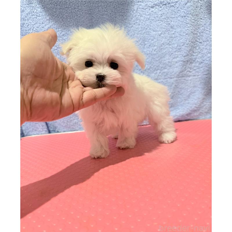 販売中の山形県のマルチーズ-426417の4枚目