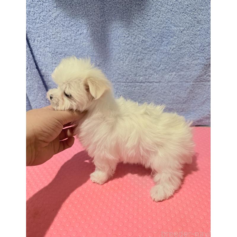 販売中の山形県のマルチーズ-426417の3枚目