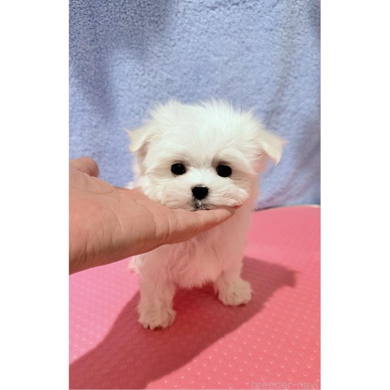 販売中の山形県のマルチーズ-426417の2枚目