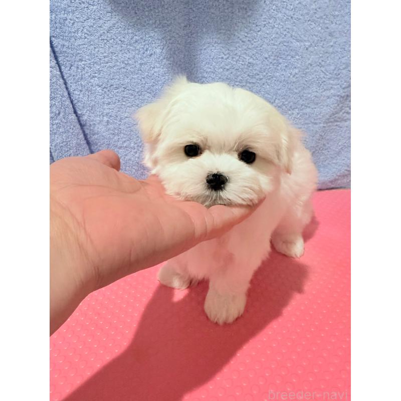 販売中の山形県のマルチーズ-426418の4枚目