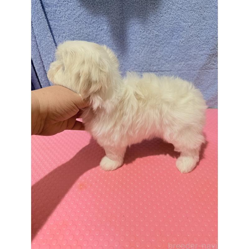 販売中の山形県のマルチーズ-426418の3枚目