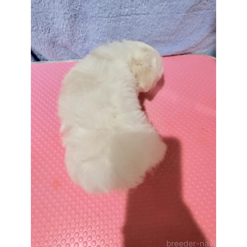販売中の山形県のマルチーズ-426418の2枚目