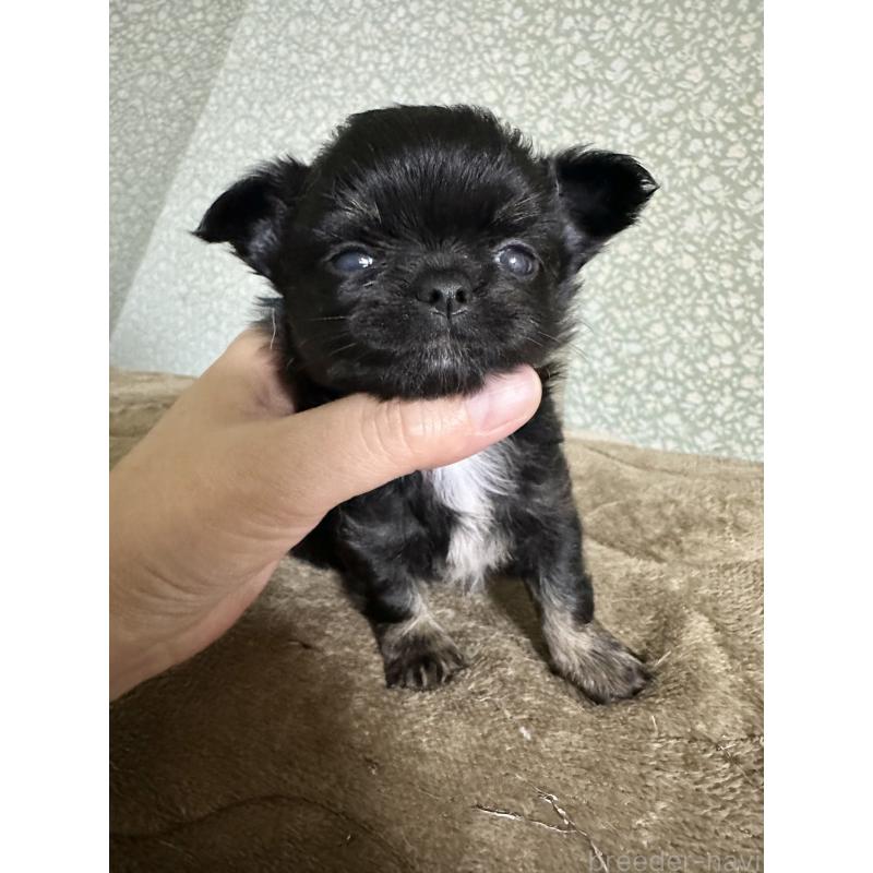 販売中の福島県のチワワ(ロングコート)-426421の3枚目