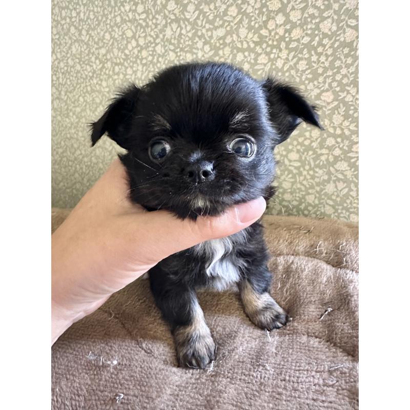 販売中の福島県のチワワ(ロングコート)-426421の2枚目