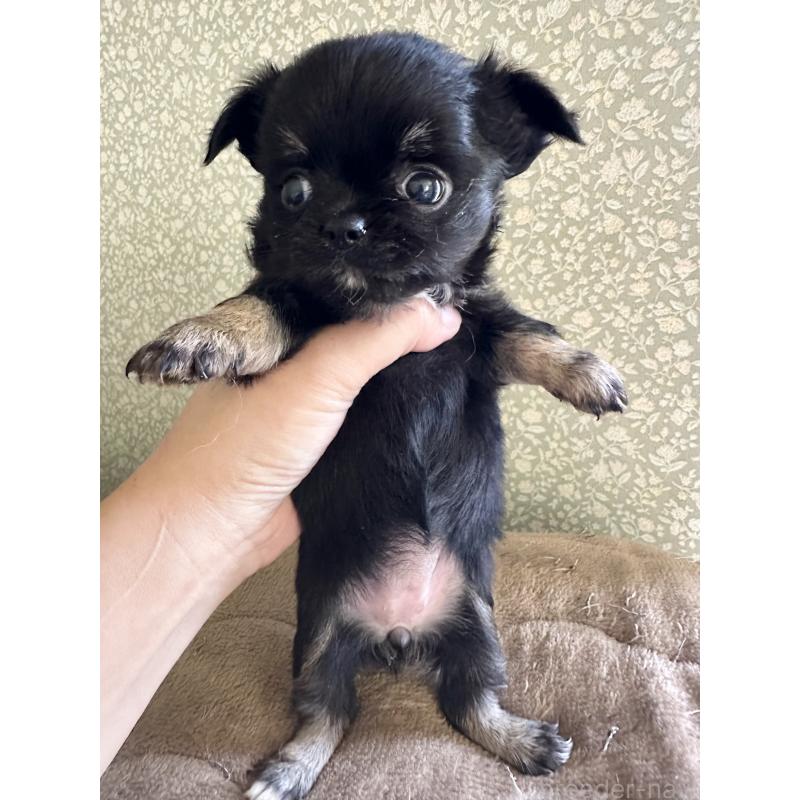 販売中の福島県のチワワ(ロングコート)-426421の1枚目