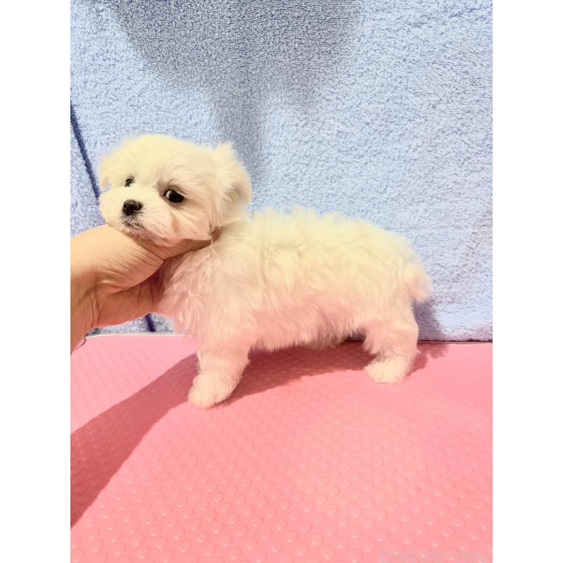 販売中の山形県のマルチーズ-426419の2枚目