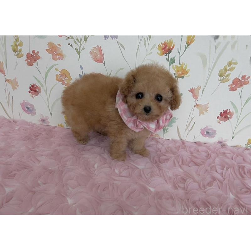 販売中の福岡県のティーカッププードル-426422の4枚目