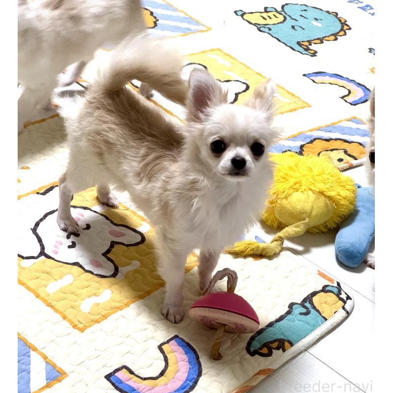 販売中の千葉県のチワワ(ロングコート)-400947の2枚目