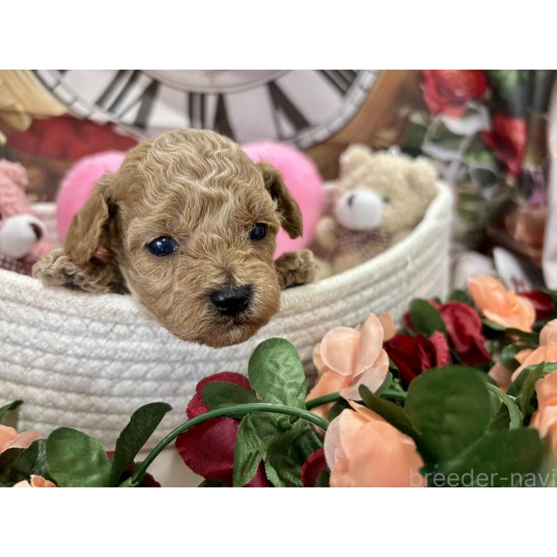 販売中の栃木県のトイプードル-424876