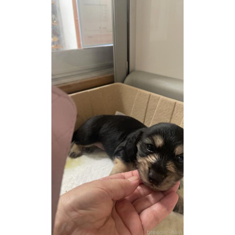 販売中の福岡県のカニンヘンダックスフンド(ロングヘアード)-426426の2枚目