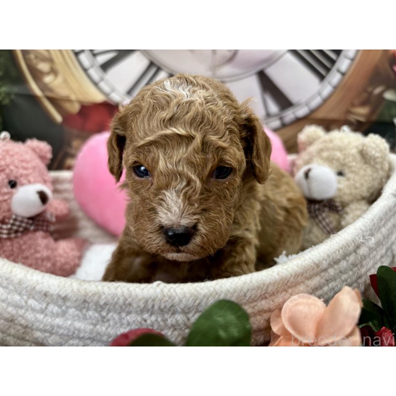 販売中の栃木県のトイプードル-424872