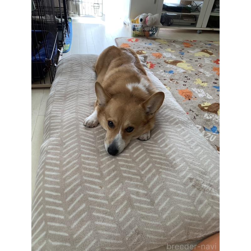 販売中の奈良県のウェルシュコーギーペンブローク-426427の2枚目