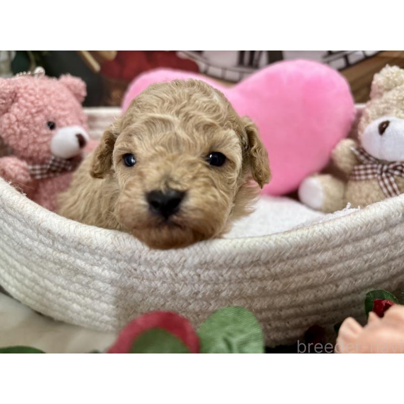 販売中の栃木県のトイプードル-424871