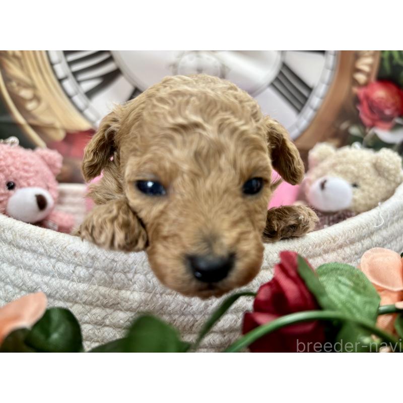 販売中の栃木県のトイプードル-424869