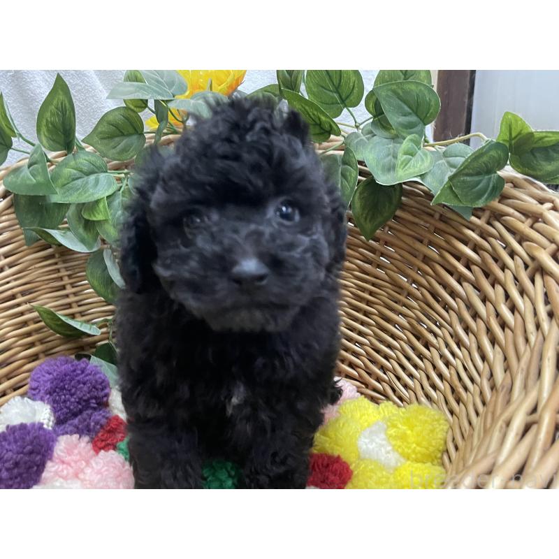 販売中の愛媛県のタイニープードル-426428の5枚目