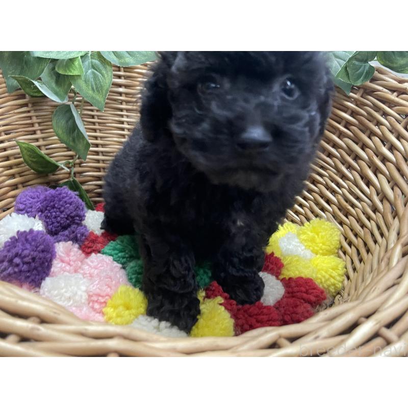 販売中の愛媛県のタイニープードル-426428の4枚目