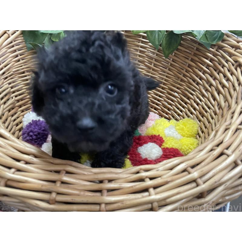 販売中の愛媛県のタイニープードル-426428の3枚目