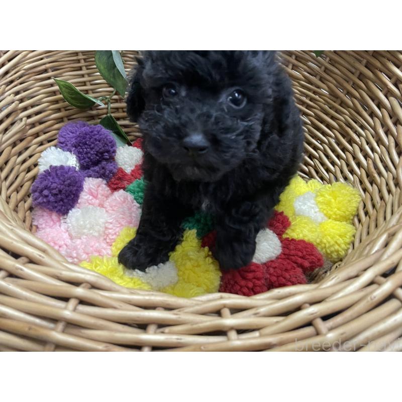 販売中の愛媛県のタイニープードル-426428の2枚目