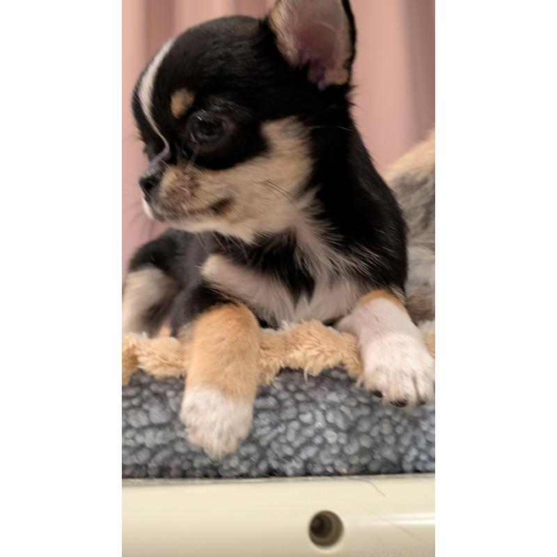 販売中の滋賀県のチワワ(スムースコート)-420629の4枚目