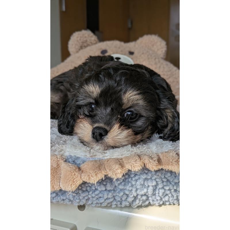 販売中の滋賀県のチワプー:チワワ×トイプードル-420634の2枚目