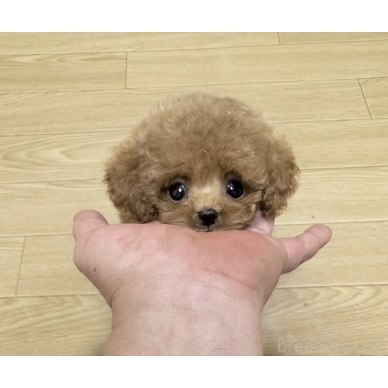 販売中の東京都のトイプードル-426429の2枚目