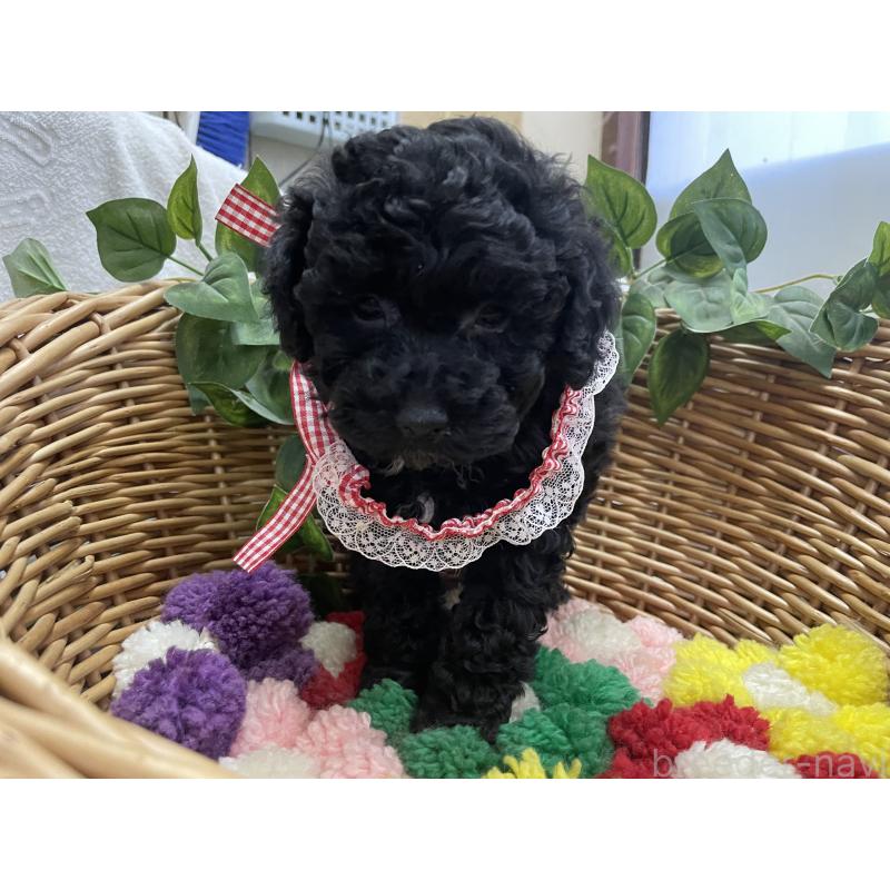 販売中の愛媛県のタイニープードル-426430の5枚目