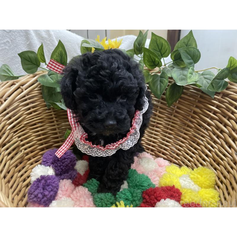 販売中の愛媛県のタイニープードル-426430の4枚目