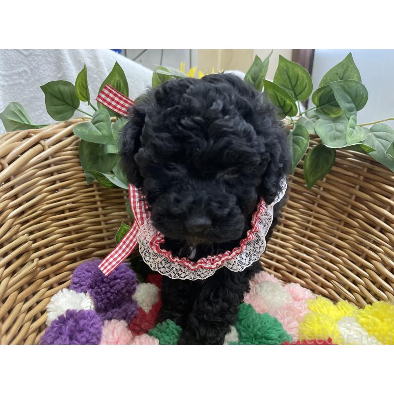 販売中の愛媛県のタイニープードル-426430の3枚目