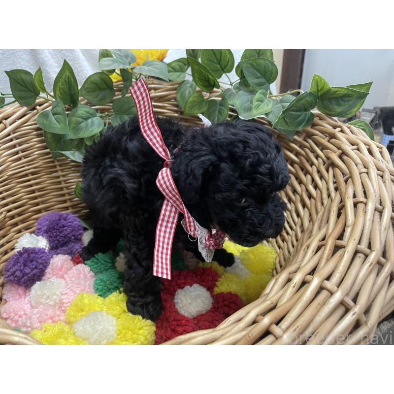 販売中の愛媛県のタイニープードル-426430の2枚目