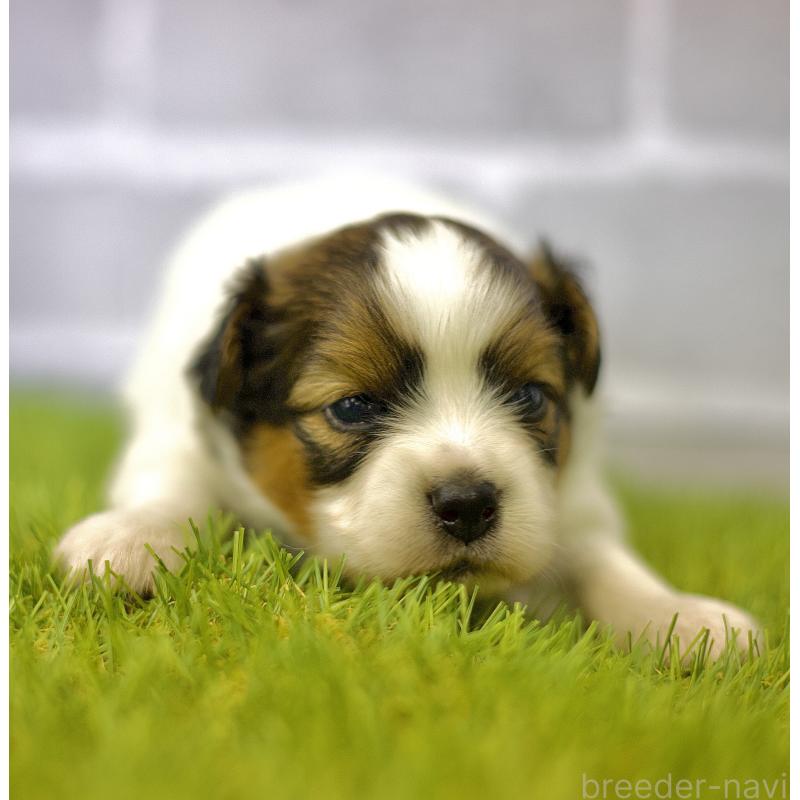 販売中の三重県のパピヨン-426431の7枚目