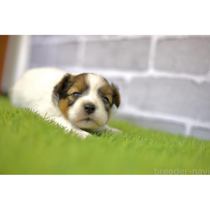 販売中の三重県のパピヨン-426431の6枚目