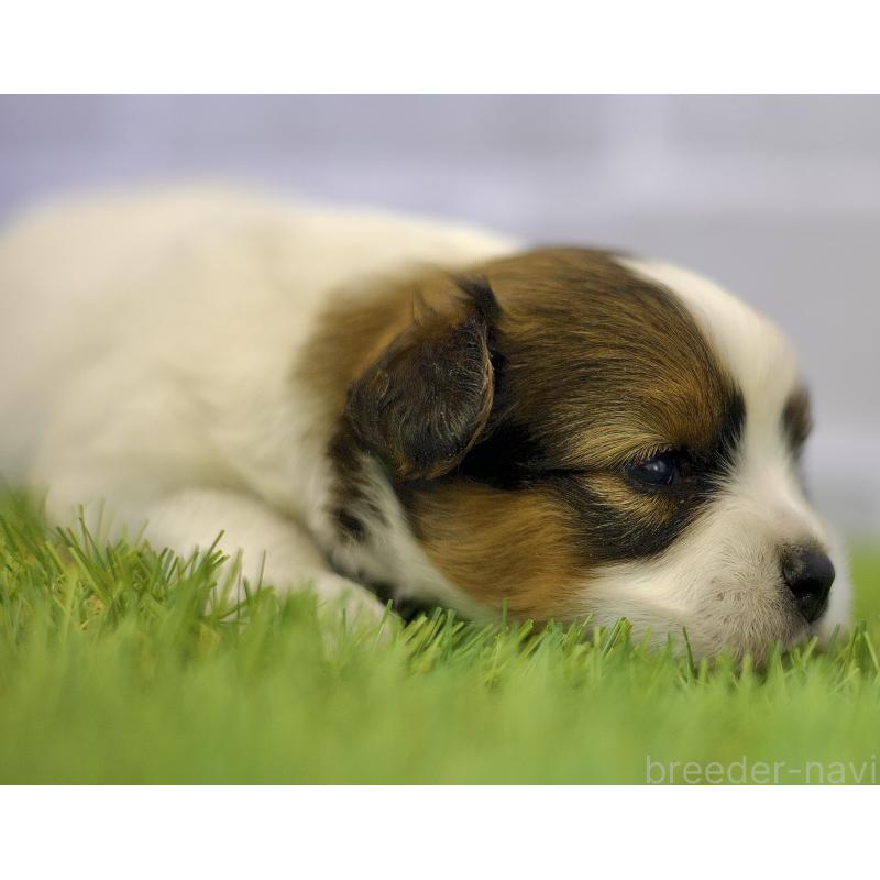 販売中の三重県のパピヨン-426431の5枚目