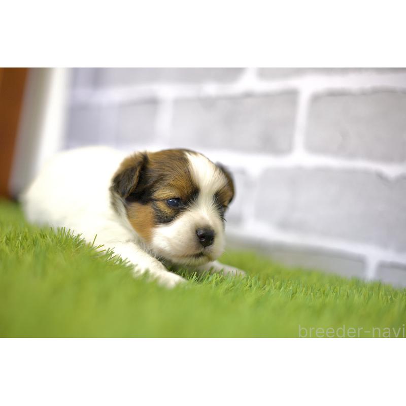 販売中の三重県のパピヨン-426431の4枚目