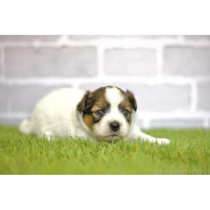 販売中の三重県のパピヨン-426431の3枚目