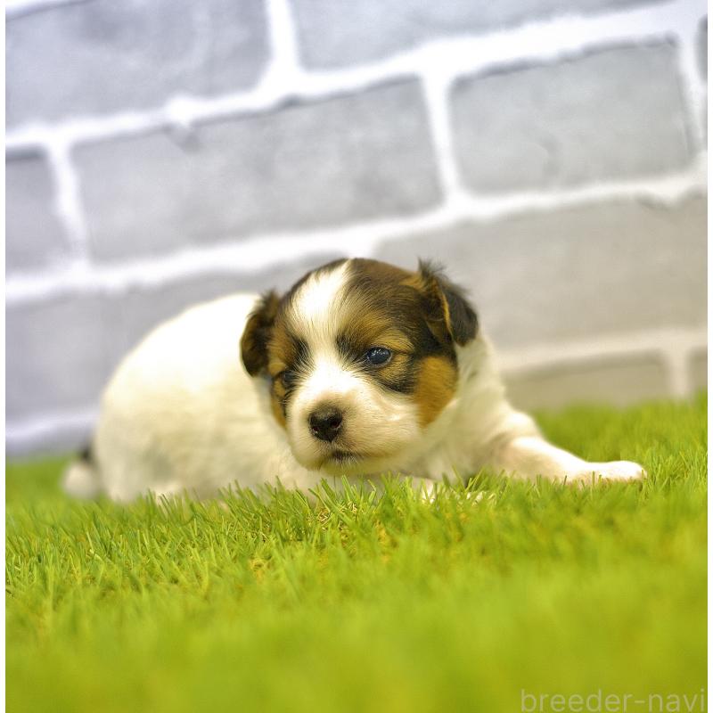 販売中の三重県のパピヨン-426431の2枚目