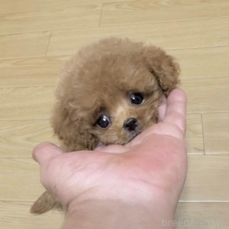 販売中の東京都のトイプードル-426429の1枚目