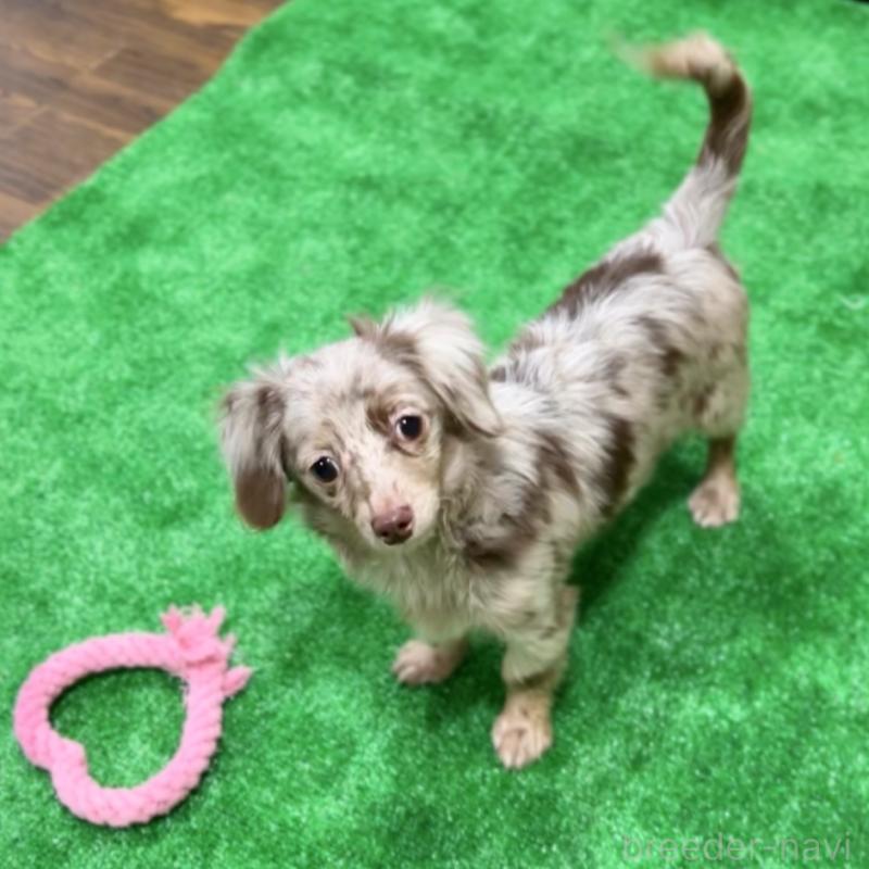 販売中の栃木県のチワックス:チワワ×ミニチュアダックスフンド-415728