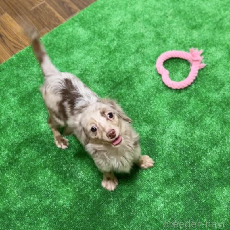 販売中の栃木県のチワックス:チワワ×ミニチュアダックスフンド-415728の8枚目