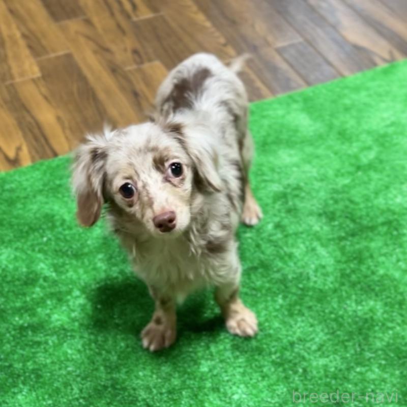 販売中の栃木県のチワックス:チワワ×ミニチュアダックスフンド-415728の7枚目